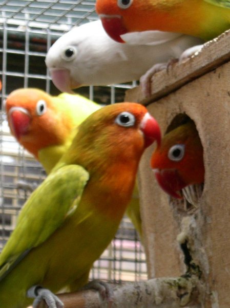 GS-Fischeri-rund um den Nistkasten 1291.JPG